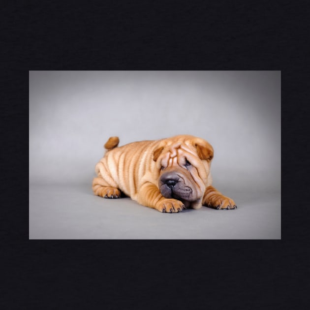 Shar pei puppy by PetsArt